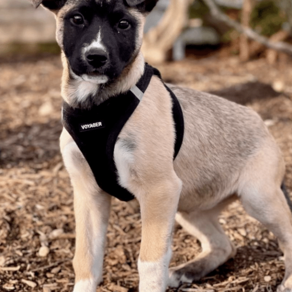 A 3-mo old, light brown Husky/She[herd mix with a black face who weighs 12 lbs and is available for adoption at ARF Hamptons in East Hampton, NY